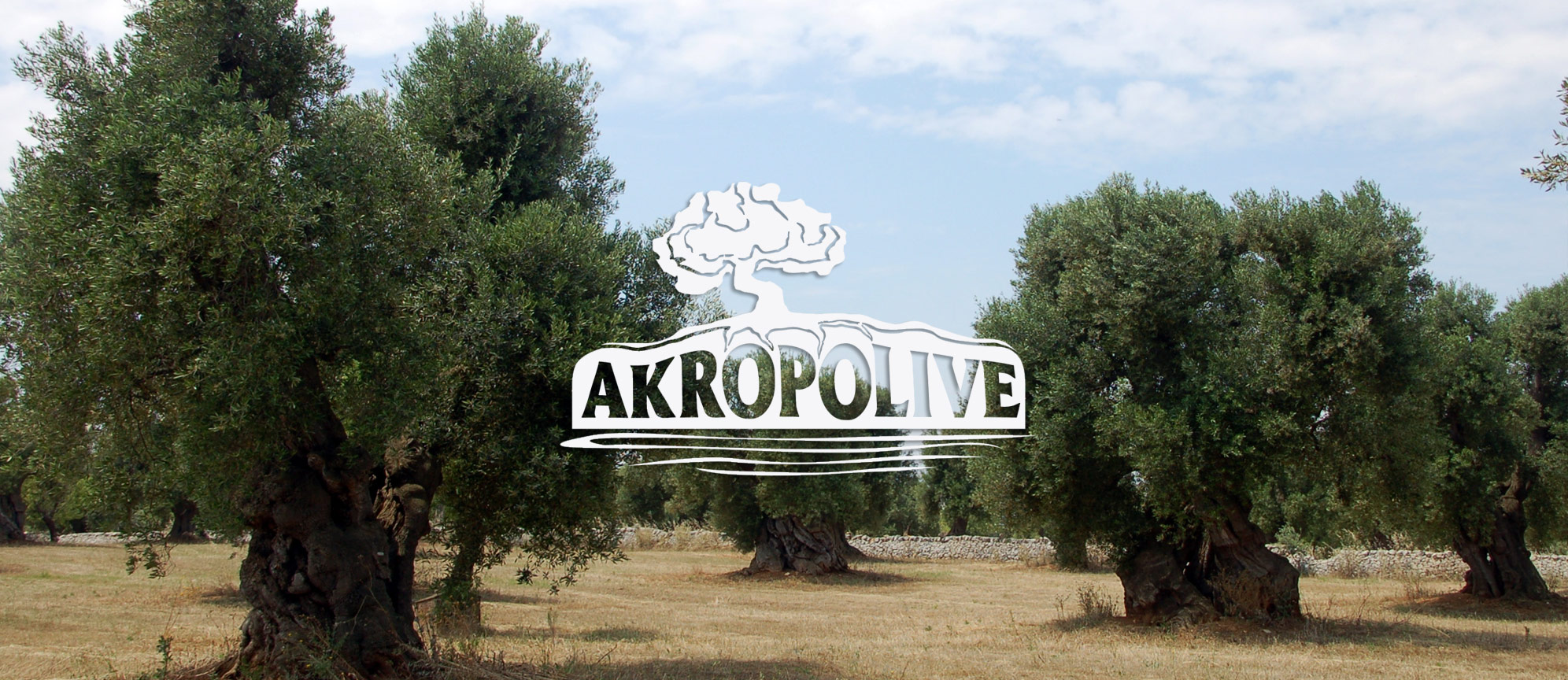 akropoolivetree